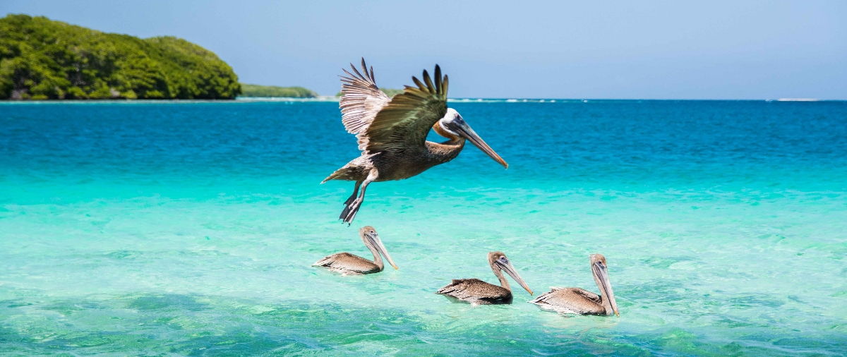 Observación de Aves - Los Roques Full Day - Descubre la hermosa naturaleza Venezolana